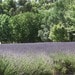 lavenderblue1959